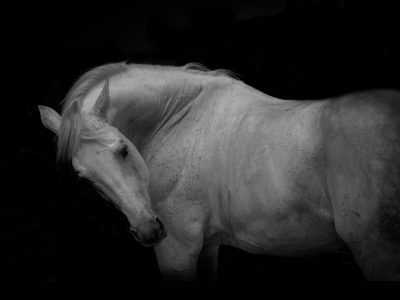 cheval Communication avec l'animal Resonance Marion Peluso