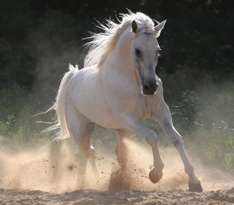 Communication Animale - Comportements chevaux - Marion Peluso