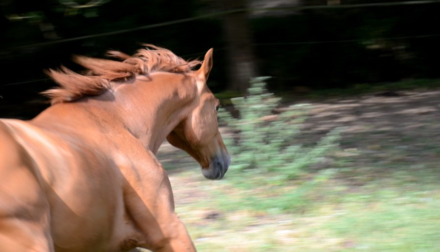 Communication animale avec cheval en liberté c'est possible