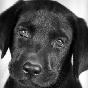 Extrait de Communication avec chiot Connexions différentes selon âge du chien