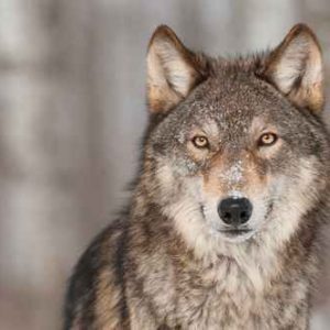 Communication Animale pour animaux compagnie ou animaux sauvages