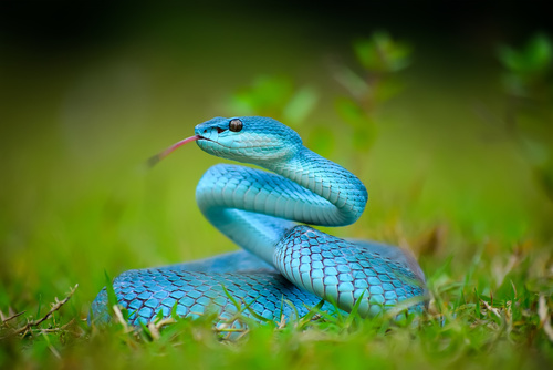 Communication animale possible avec les serpents