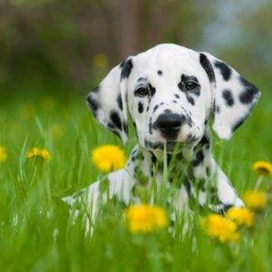 comprendre la Communication avec l'Animale