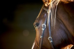 Cheval dans Comportements des chevaux par communication animale