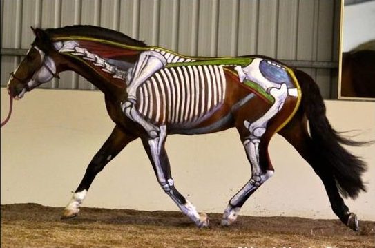 Etat physique cheval articulations, muscles, organes