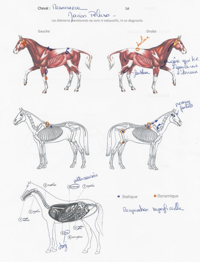 cheval Planche Anatomique