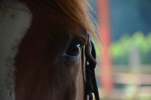 Atelier communication animale avec son cheval