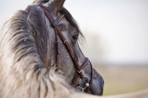 Apprendre la communication animale avec son cheval nécessite de l'aide pour éviter certains pièges