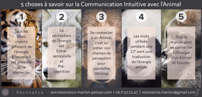 5 choses à savoir sur la Communication Intuitive avec l'Animal