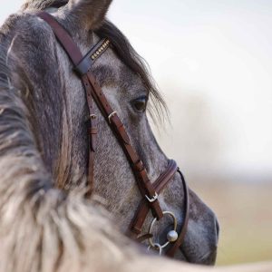 Communication animale pour aider et comprendre son cheval Communication animale pour aider et comprendre son cheval
