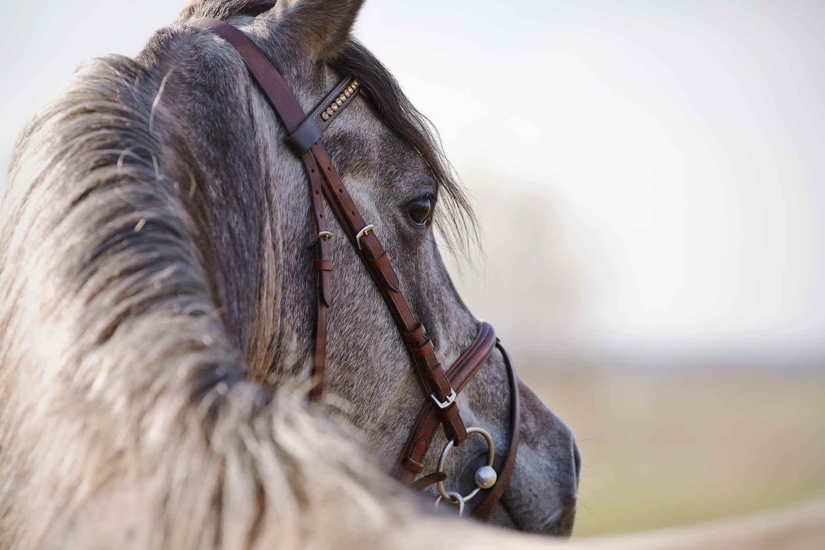 Communication animale pour aider et comprendre son cheval