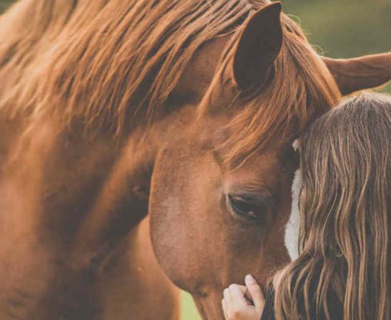 Tarif identique séances chevaux et poney en communication animale