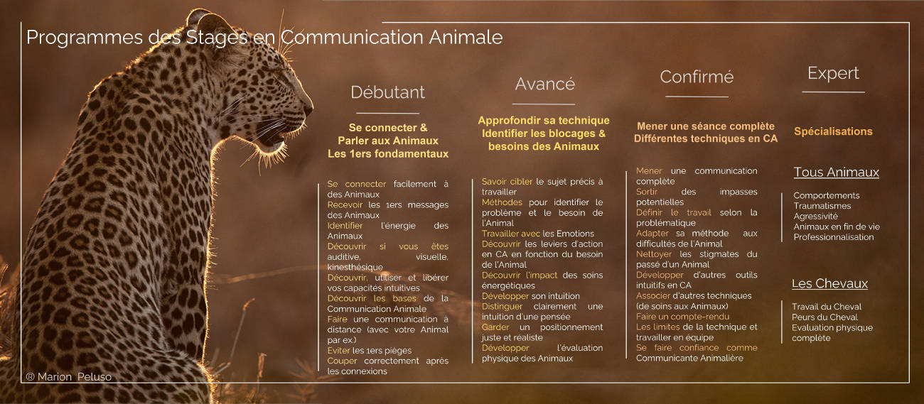 Programmes stages Communication Animale Marion Peluso