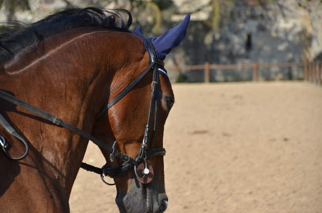 Tarif spécial communication animale chevaux en entraînement