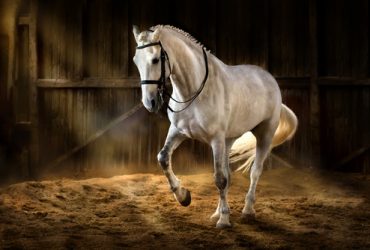 Tarifs communication animale chevaux pour état physique