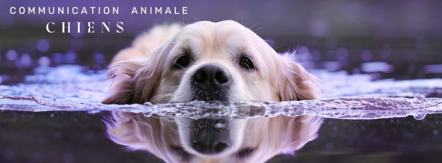 Séances Communication animale pour chiens