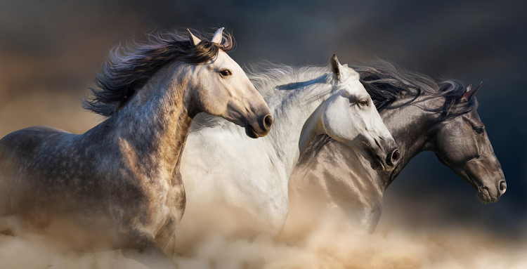 Stage Communication intuitive animale avec différents chevaux