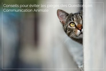 Conseils pour éviter pièges questions Communication Animale