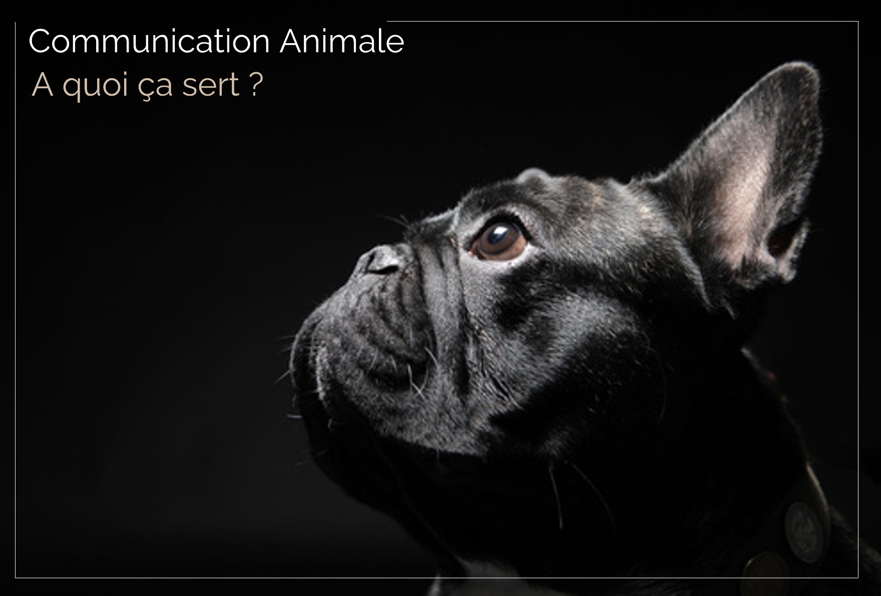 A quoi sert la Communication animale ?