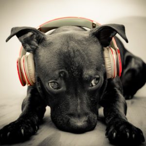 Tous les Animaux parlent, il suffit d'écouter Tous les Animaux parlent, il suffit d'écouter