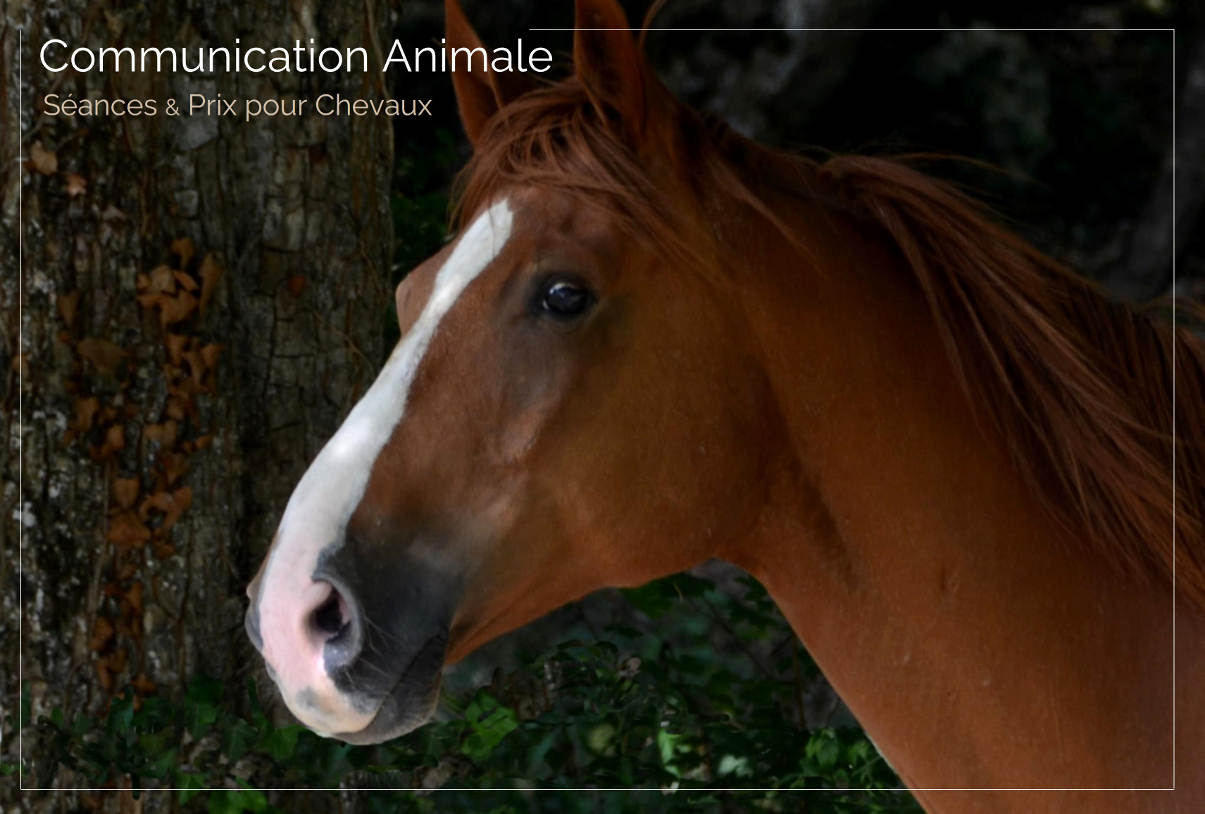 Prix Séances Communication animale chevaux