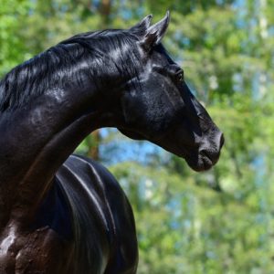 Temoignage cheval Chloe