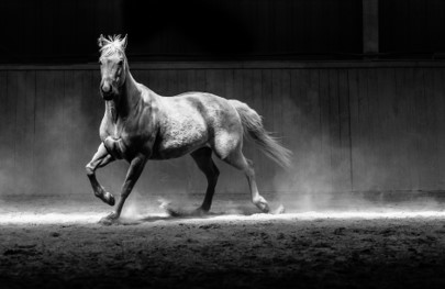 Nettoyer traumatismes cheval par communication animale