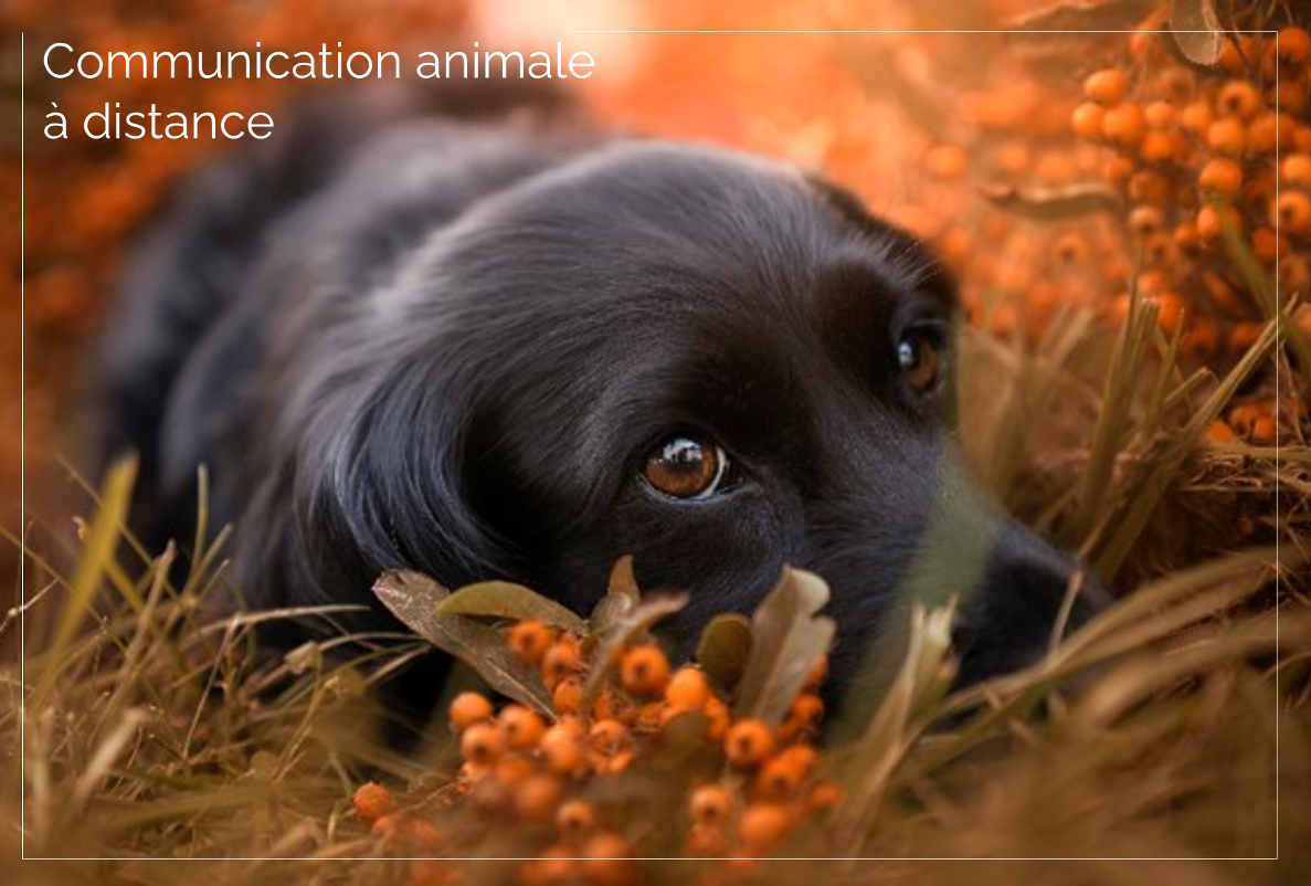 Communication animale a distance