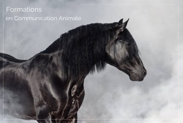 Formations en Communication Animale Marion Peluso