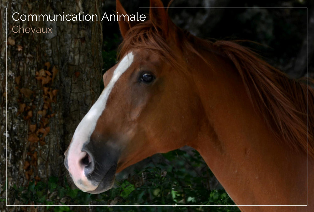 Séance Communication Animale Chevaux