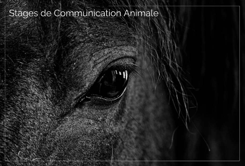 Stages Communication Animale Chevaux
