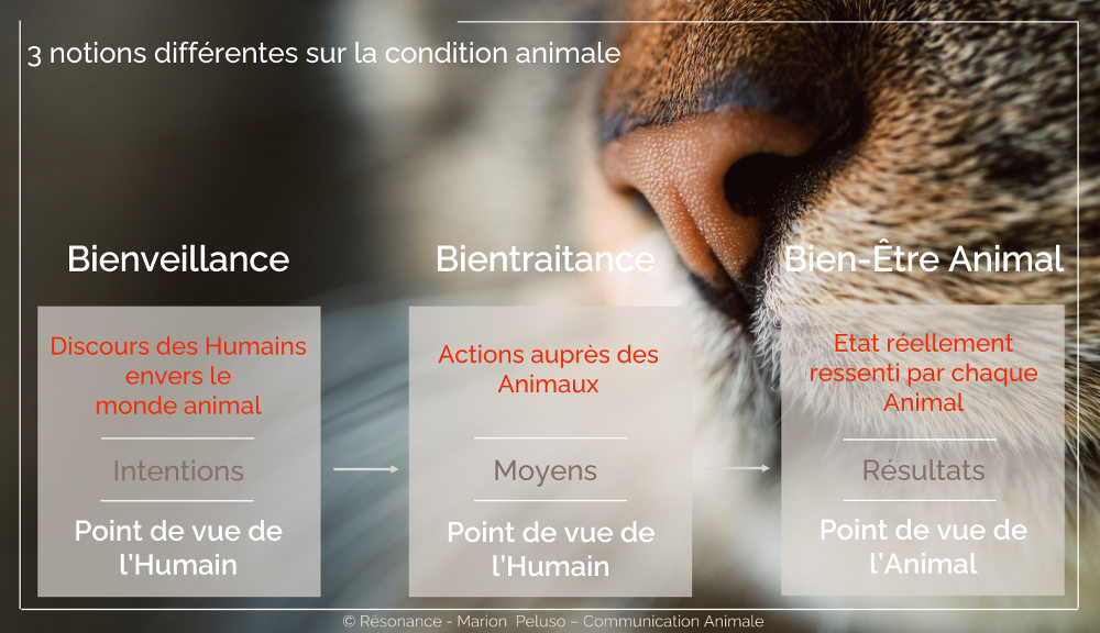 Condition animale 3 notions différentes