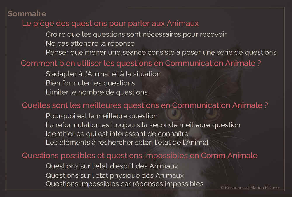 Article Questions en Communication Animale