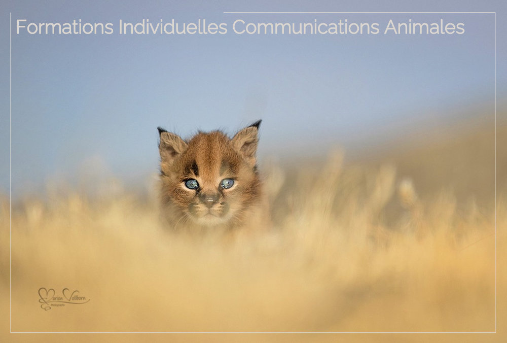 Formations individuelles Communications Animales Résonance