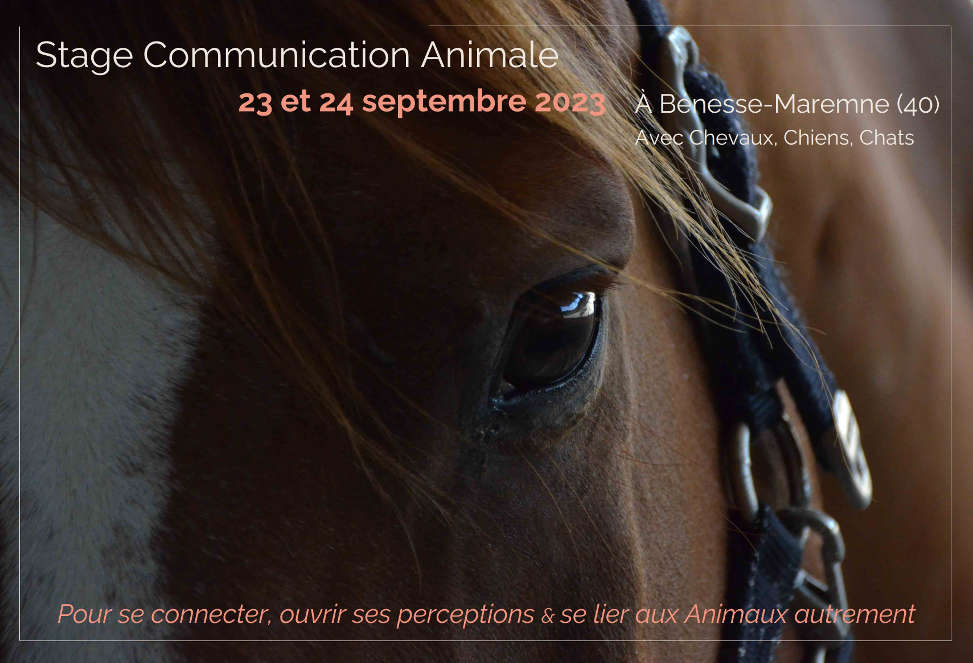 Stage Communication Animale Landes septembre 2023