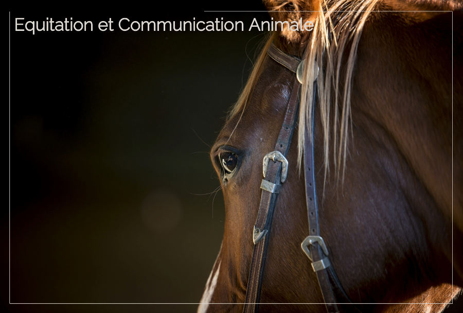 Equitation et communication animale