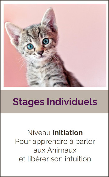 Stages individuels communication animale2024