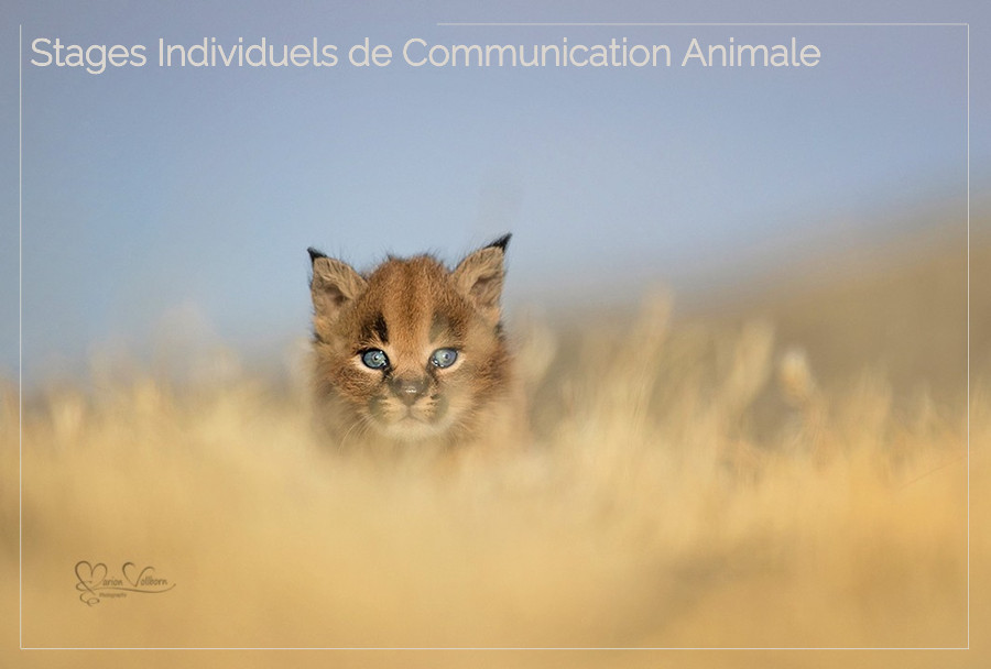Stages individuels communication animale