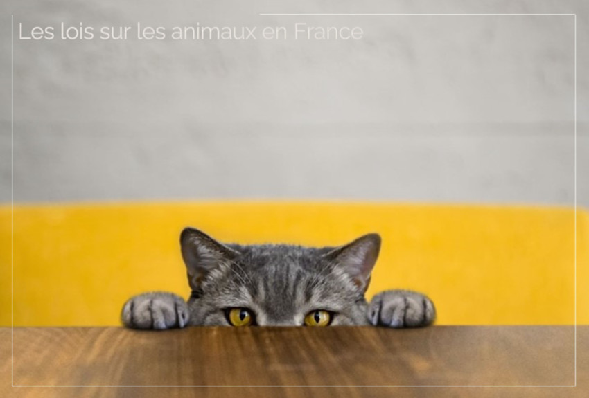 Article lois animaux France
