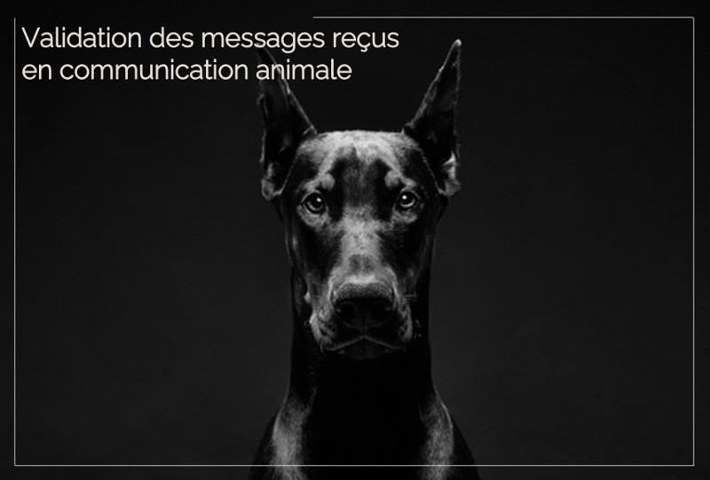 Validation messages reçus communication animale
