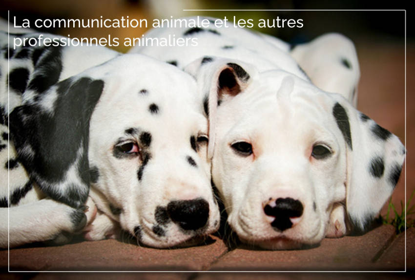 La communication animale et autres professionnels animaliers