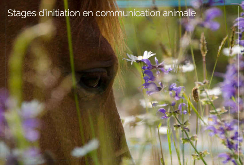 Stage initiation communication animale Landes