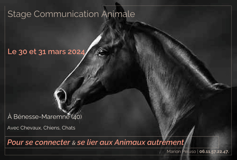 Stage mars 2024 communication animale