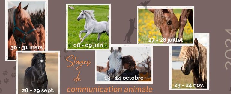 Stages communication animale 2024