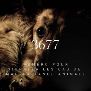 3677 signaler maltraitance animale