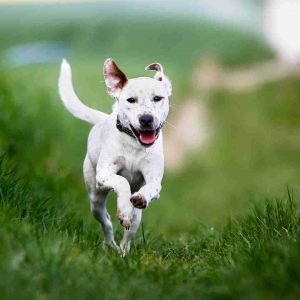 Reussir adoption dun chien Reussir adoption dun chien