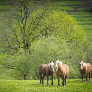 Communications avec chevaux Communications avec chevaux