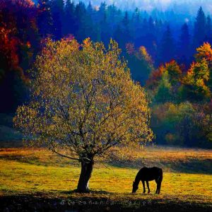 Communiquer avec les chevaux Communiquer avec les chevaux