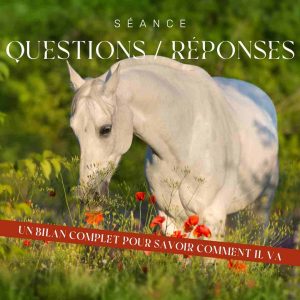 communication animale Cheval communication animale Cheval