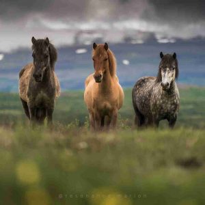 communication animale pour chevaux communication animale pour chevaux